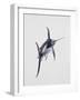 Close-Up of a Swordfish (Xiphias Gladius)-null-Framed Giclee Print