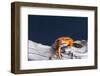 Close-up of a Tomato frog on tree stump-null-Framed Photographic Print