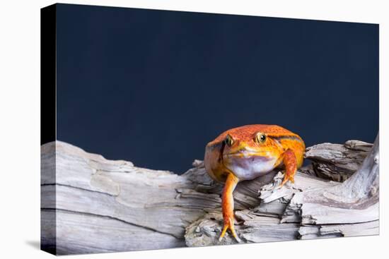 Close-up of a Tomato frog on tree stump-null-Stretched Canvas