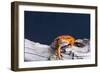 Close-up of a Tomato frog on tree stump-null-Framed Photographic Print