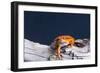 Close-up of a Tomato frog on tree stump-null-Framed Photographic Print