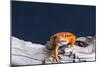 Close-up of a Tomato frog on tree stump-null-Mounted Photographic Print