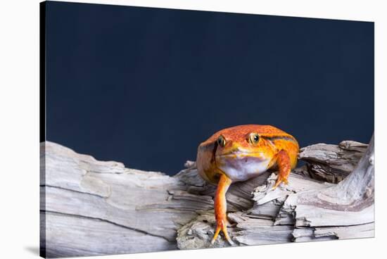 Close-up of a Tomato frog on tree stump-null-Stretched Canvas