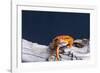 Close-up of a Tomato frog on tree stump-null-Framed Photographic Print