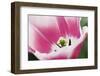 Close-Up of a Tulip, Keukenhof Gardens, Lisse, Holland-Jaynes Gallery-Framed Photographic Print