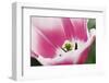 Close-Up of a Tulip, Keukenhof Gardens, Lisse, Holland-Jaynes Gallery-Framed Photographic Print