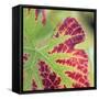 Close-up of a Vine Leaf in Autumn-John Miller-Framed Stretched Canvas