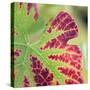 Close-up of a Vine Leaf in Autumn-John Miller-Stretched Canvas