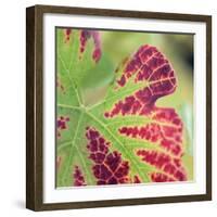 Close-up of a Vine Leaf in Autumn-John Miller-Framed Photographic Print