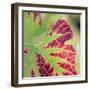 Close-up of a Vine Leaf in Autumn-John Miller-Framed Photographic Print