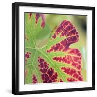 Close-up of a Vine Leaf in Autumn-John Miller-Framed Photographic Print