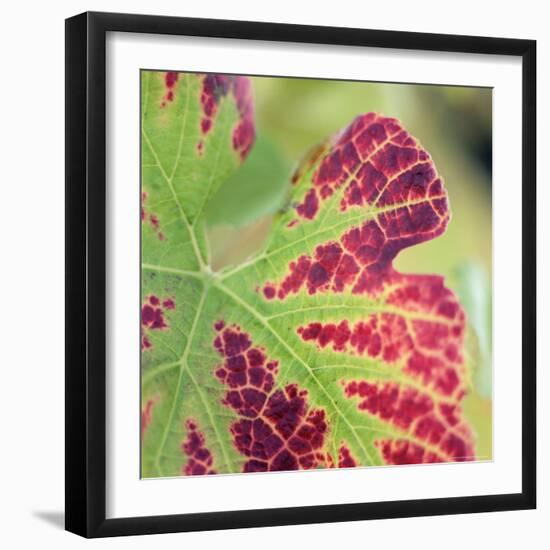 Close-up of a Vine Leaf in Autumn-John Miller-Framed Photographic Print