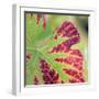 Close-up of a Vine Leaf in Autumn-John Miller-Framed Photographic Print