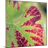 Close-up of a Vine Leaf in Autumn-John Miller-Mounted Photographic Print