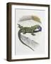 Close-Up of a Wall Lizard (Podarcis Muralis)-null-Framed Giclee Print