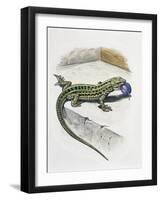 Close-Up of a Wall Lizard (Podarcis Muralis)-null-Framed Giclee Print