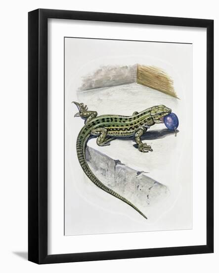 Close-Up of a Wall Lizard (Podarcis Muralis)-null-Framed Giclee Print