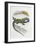 Close-Up of a Wall Lizard (Podarcis Muralis)-null-Framed Giclee Print