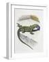 Close-Up of a Wall Lizard (Podarcis Muralis)-null-Framed Giclee Print