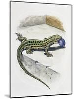 Close-Up of a Wall Lizard (Podarcis Muralis)-null-Mounted Giclee Print