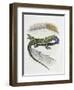 Close-Up of a Wall Lizard (Podarcis Muralis)-null-Framed Giclee Print