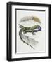 Close-Up of a Wall Lizard (Podarcis Muralis)-null-Framed Giclee Print