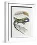 Close-Up of a Wall Lizard (Podarcis Muralis)-null-Framed Giclee Print