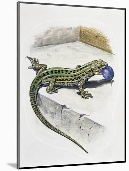 Close-Up of a Wall Lizard (Podarcis Muralis)-null-Mounted Giclee Print