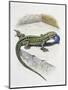 Close-Up of a Wall Lizard (Podarcis Muralis)-null-Mounted Giclee Print