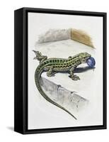 Close-Up of a Wall Lizard (Podarcis Muralis)-null-Framed Stretched Canvas