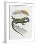 Close-Up of a Wall Lizard (Podarcis Muralis)-null-Framed Giclee Print