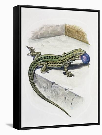 Close-Up of a Wall Lizard (Podarcis Muralis)-null-Framed Stretched Canvas