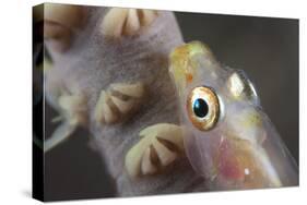 Close-Up of a Whip Coral Goby, Beqa Lagoon, Fiji-Stocktrek Images-Stretched Canvas