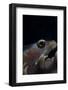 Close-Up of a Whip Coral Goby, Beqa Lagoon, Fiji-Stocktrek Images-Framed Photographic Print