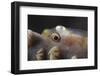 Close-Up of a Whip Coral Goby, Beqa Lagoon, Fiji-Stocktrek Images-Framed Photographic Print