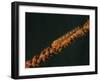 Close-Up of a Whip Goby on Whip Coral, Lembeh Strait, Indonesia-Stocktrek Images-Framed Photographic Print