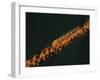 Close-Up of a Whip Goby on Whip Coral, Lembeh Strait, Indonesia-Stocktrek Images-Framed Photographic Print