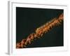 Close-Up of a Whip Goby on Whip Coral, Lembeh Strait, Indonesia-Stocktrek Images-Framed Photographic Print