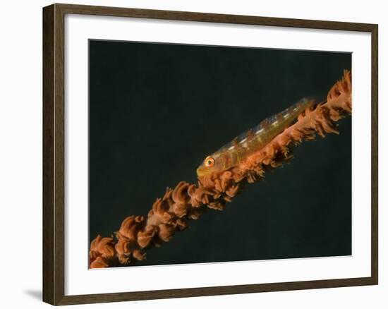 Close-Up of a Whip Goby on Whip Coral, Lembeh Strait, Indonesia-Stocktrek Images-Framed Photographic Print