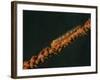Close-Up of a Whip Goby on Whip Coral, Lembeh Strait, Indonesia-Stocktrek Images-Framed Photographic Print