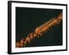 Close-Up of a Whip Goby on Whip Coral, Lembeh Strait, Indonesia-Stocktrek Images-Framed Photographic Print