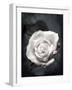 Close-Up of a White Rose on Black Background-Alaya Gadeh-Framed Photographic Print