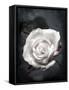 Close-Up of a White Rose on Black Background-Alaya Gadeh-Framed Stretched Canvas