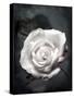 Close-Up of a White Rose on Black Background-Alaya Gadeh-Stretched Canvas