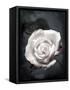 Close-Up of a White Rose on Black Background-Alaya Gadeh-Framed Stretched Canvas