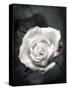 Close-Up of a White Rose on Black Background-Alaya Gadeh-Stretched Canvas