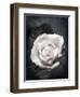 Close-Up of a White Rose on Black Background-Alaya Gadeh-Framed Photographic Print