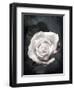 Close-Up of a White Rose on Black Background-Alaya Gadeh-Framed Photographic Print