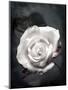 Close-Up of a White Rose on Black Background-Alaya Gadeh-Mounted Photographic Print