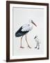 Close-Up of a White Stork with its Young (Ciconia Ciconia)-null-Framed Premium Giclee Print